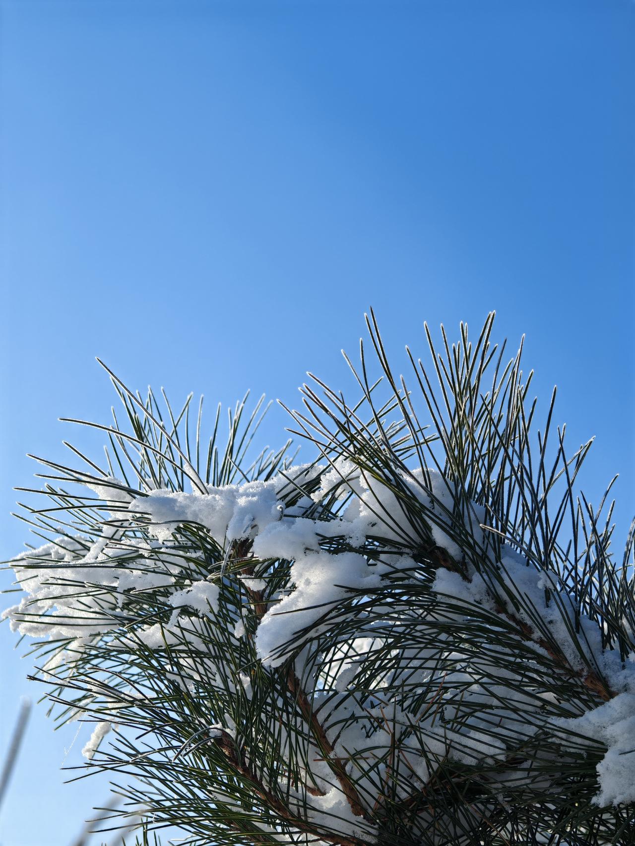 与痛风斗争的历程88
 
   早起天朗气清，浑身关节还算顺畅，膝关节和两侧肘关