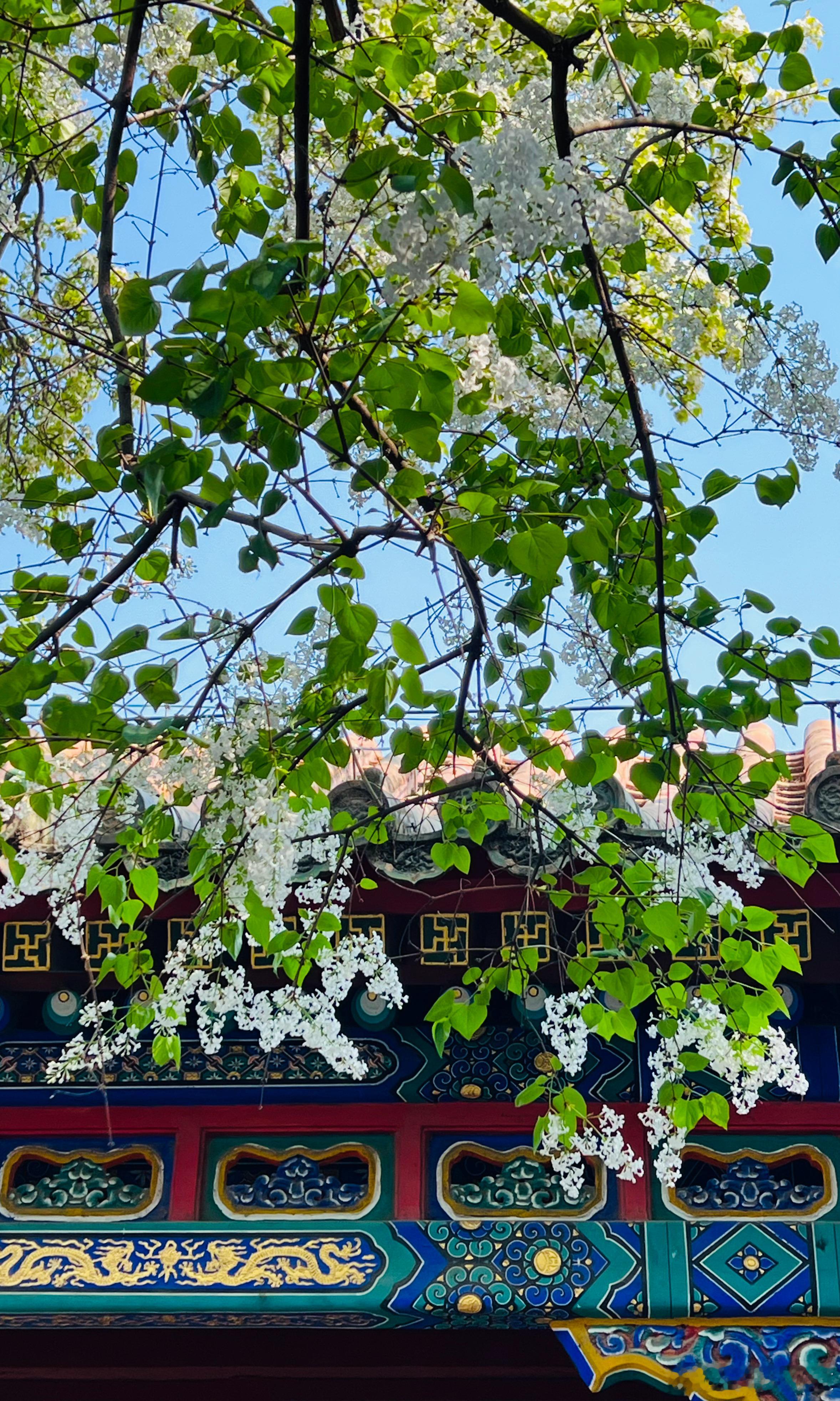 北海公园 团城三白摄影