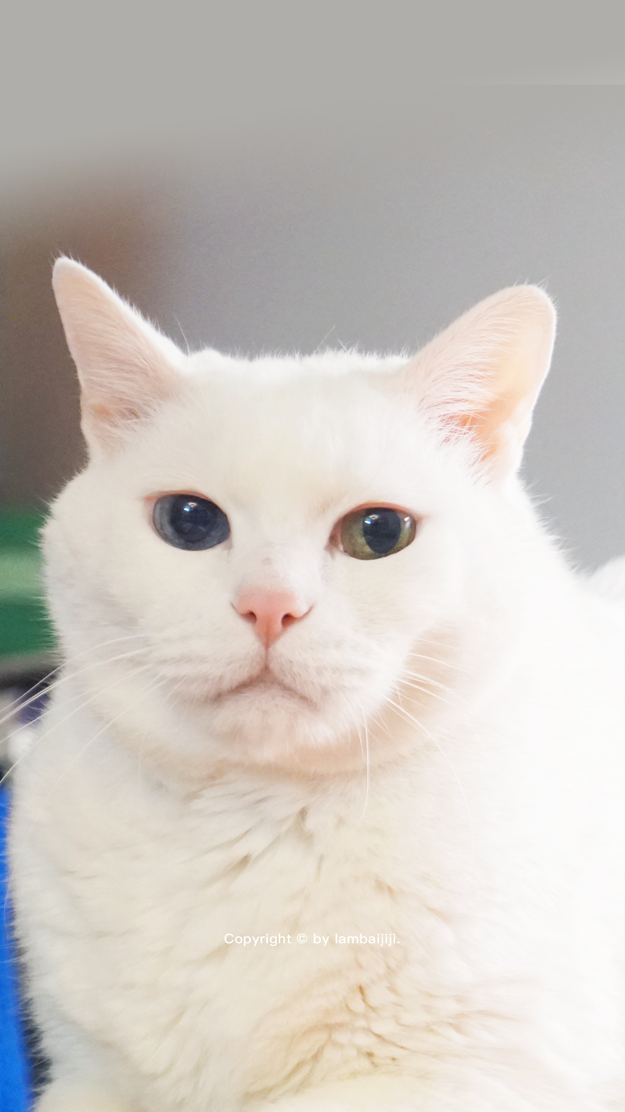 來換一下手機桌布惹～白色的吉吉 & 黑色的蝦蝦。 ​​​