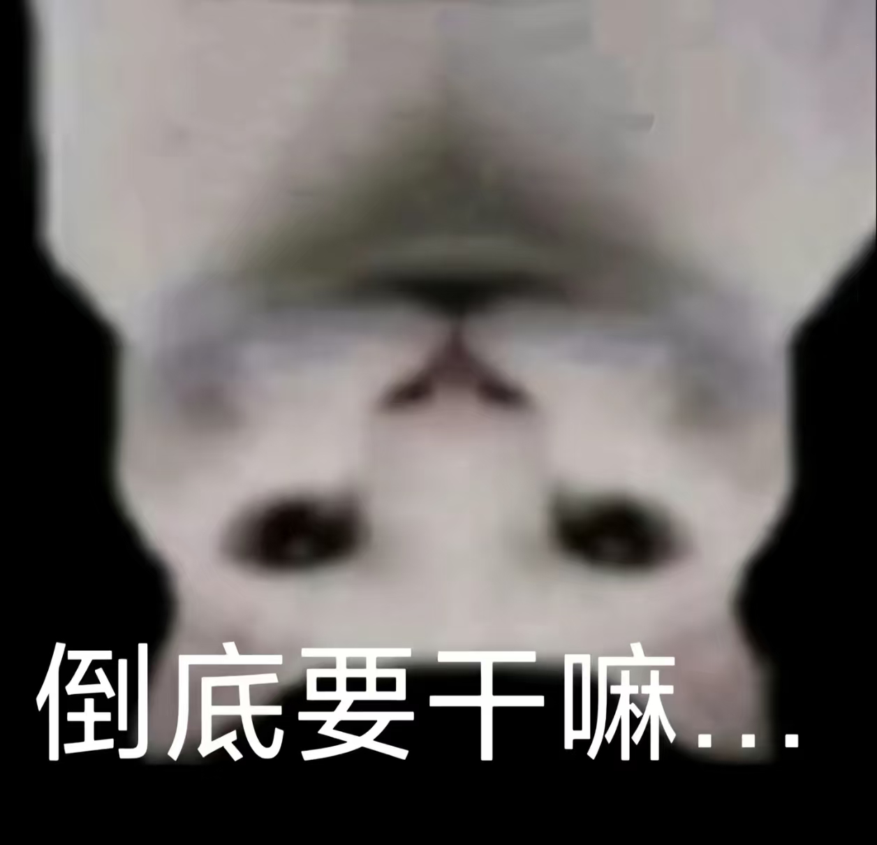 又咋了又咋了，💩就好好呆在🚽行不行 
