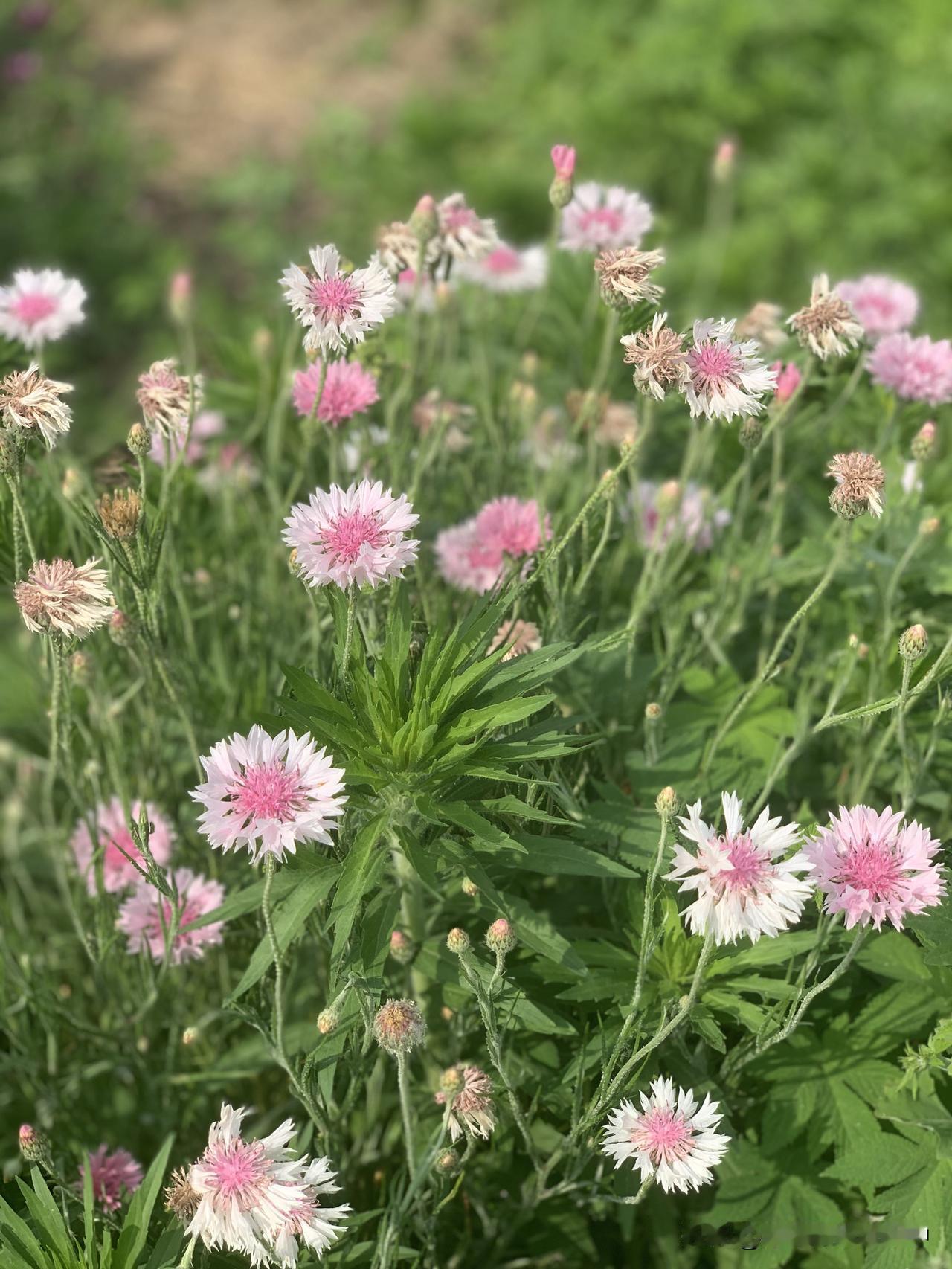 相册里的花花草草