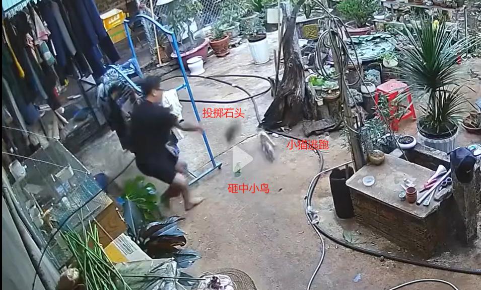 男子养的宠物小鸟在院子里，被小猫追逐，男子发现后，拿石头去砸小猫，不小心误伤小鸟
