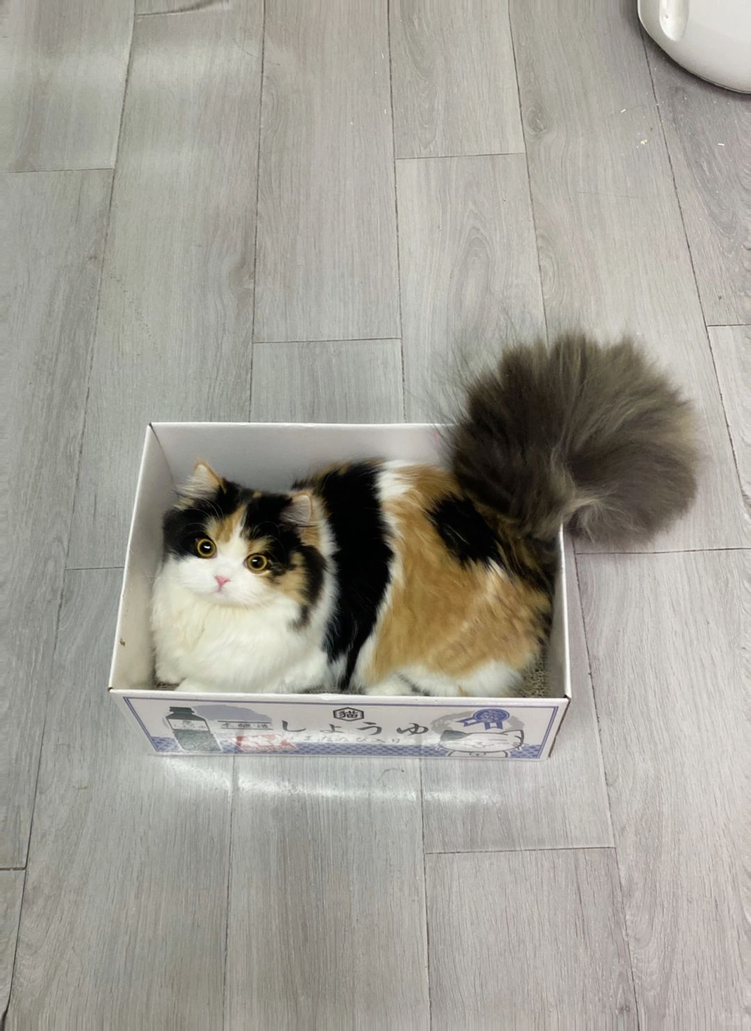 众所周知，猫的计量单位是盒