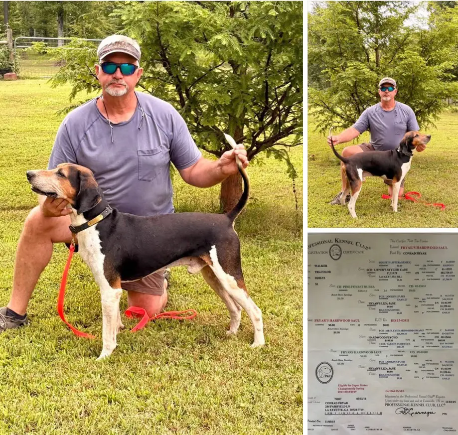 美国乔治亚州，一位从事沃克猎犬繁殖30年的繁育人。一家人都在从事这份工...