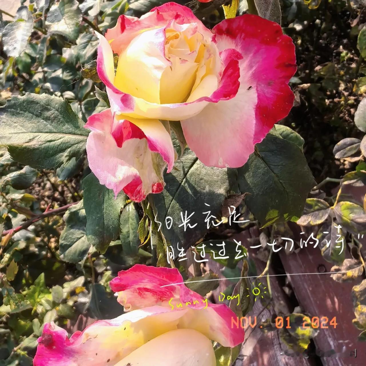 今天我看到一句话。很简短，很直白。开始没当回事儿，仔细琢磨，些许悲观，却极具前瞻