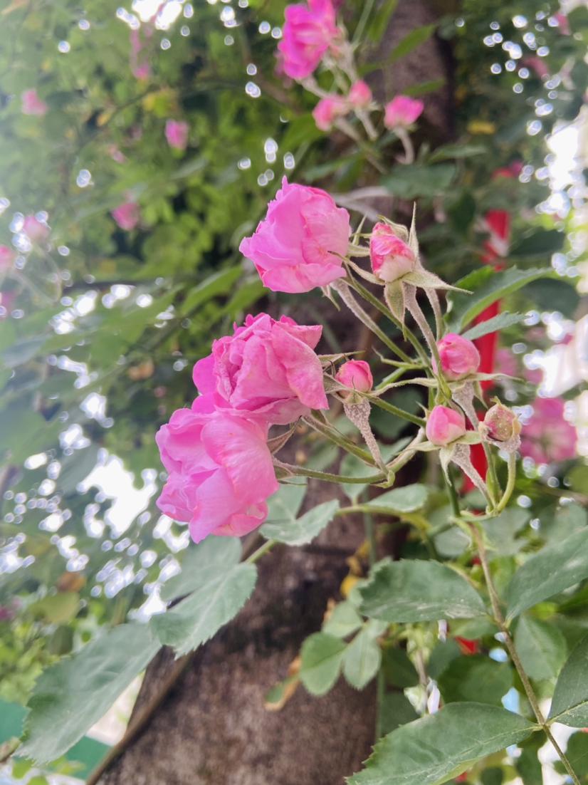 上午还阳光灿烂，看什么都美美哒，就连拍的蔷薇花都显得格外的好看🌸🌸🌸

这