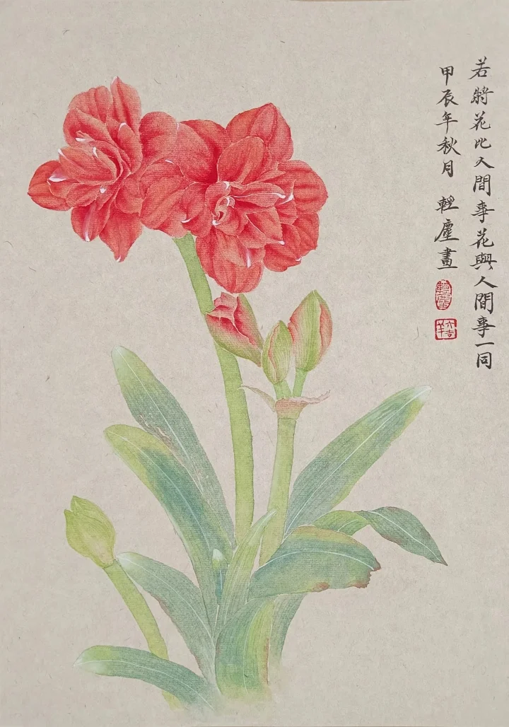 朱顶红的专场