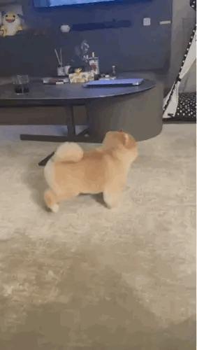 谁又能拒绝一只，会舞蹈的修狗了？