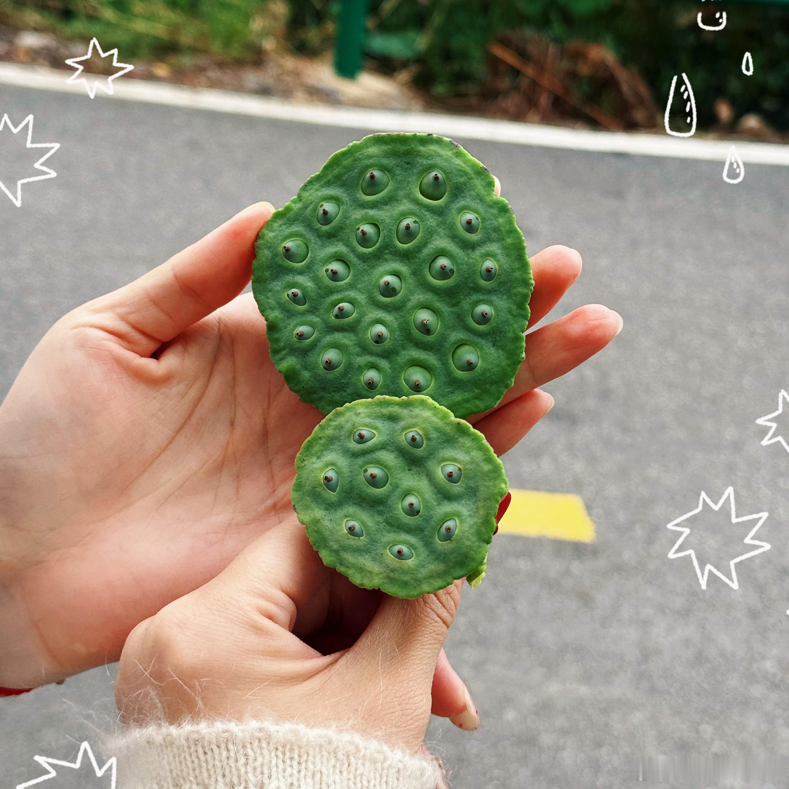 小院修复日记弄了个院子嘻嘻每期邀请不同的朋友帮我一起来装扮[偷笑]四亩地要种点啥