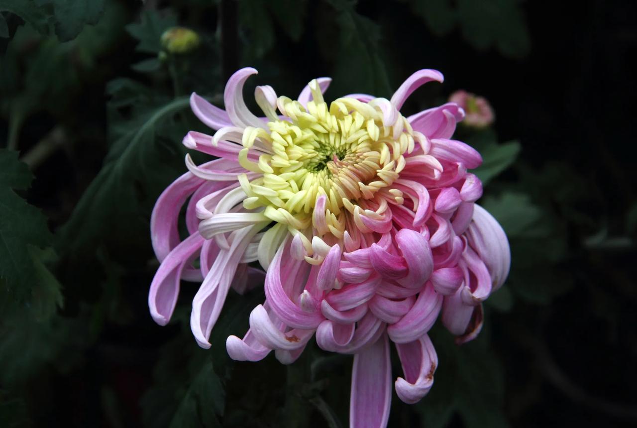 【音乐百花谷的菊花】20241123

时至小雪天愈寒，朔风冷雨菊花残。昨日去音