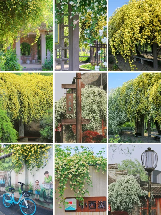 4月来南京，别错过周董歌单里的七里香