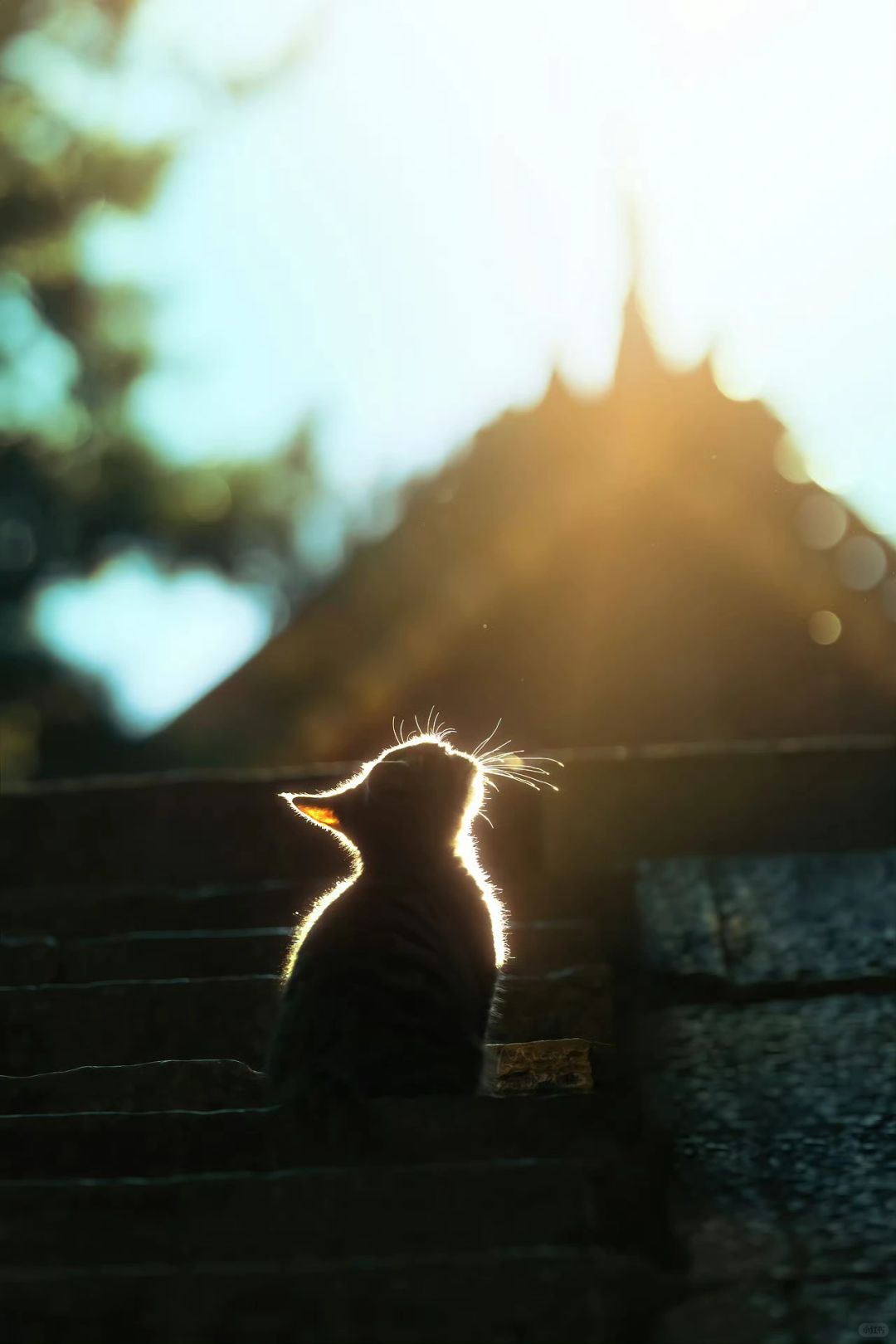 人生照片之是猫总会发光的（二）