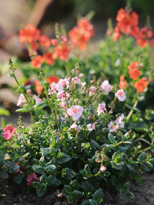 双距花·木瓜西瓜苹果花