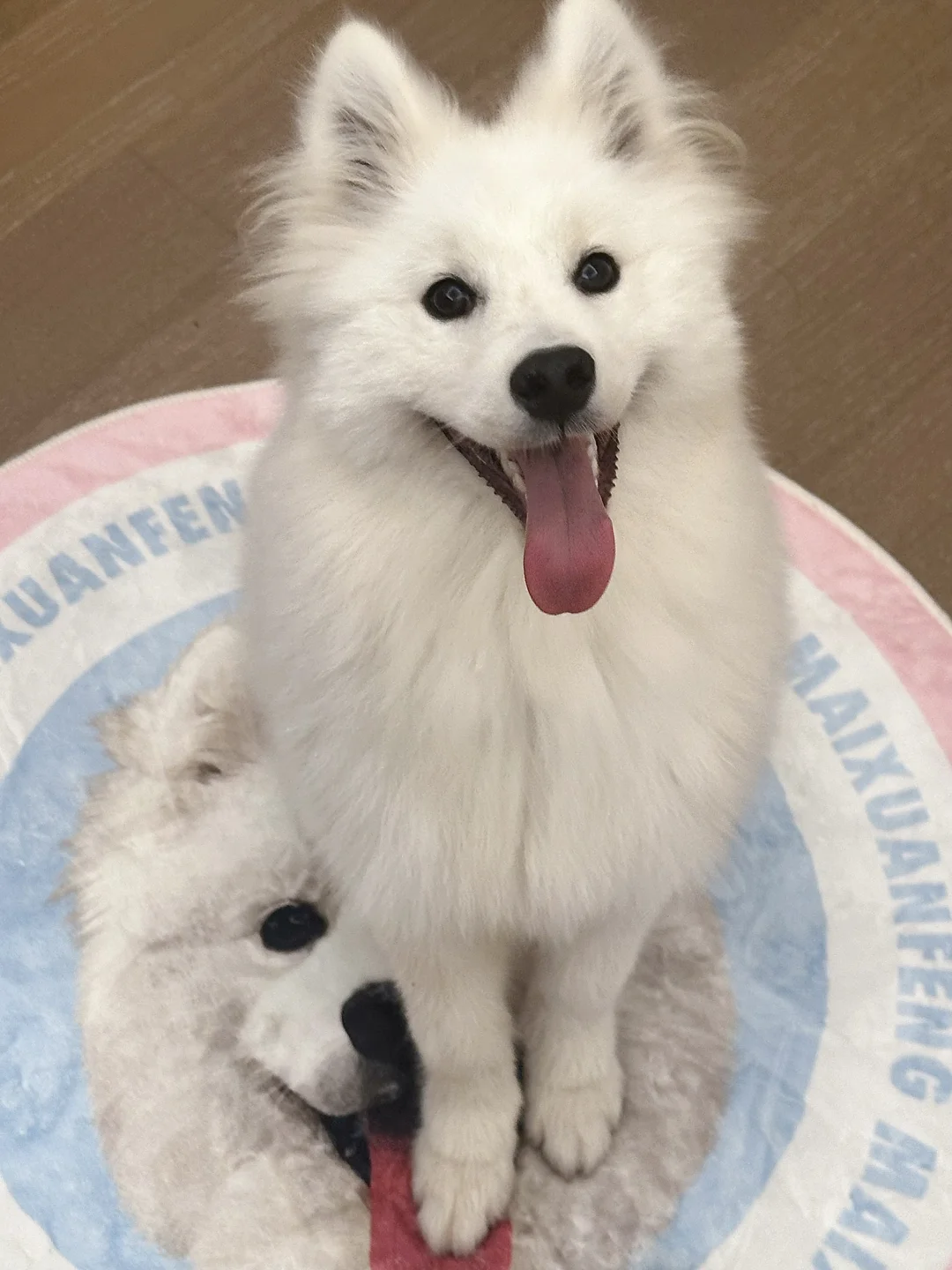 ee快看！地毯上有个我！