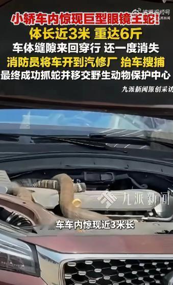 4月24日，云南玉溪发生了一件让人揪心的事，一条将近3米长的巨型眼镜王蛇，突然窜