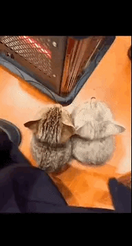 需要来个人翻译翻译这是在发什么电报？？