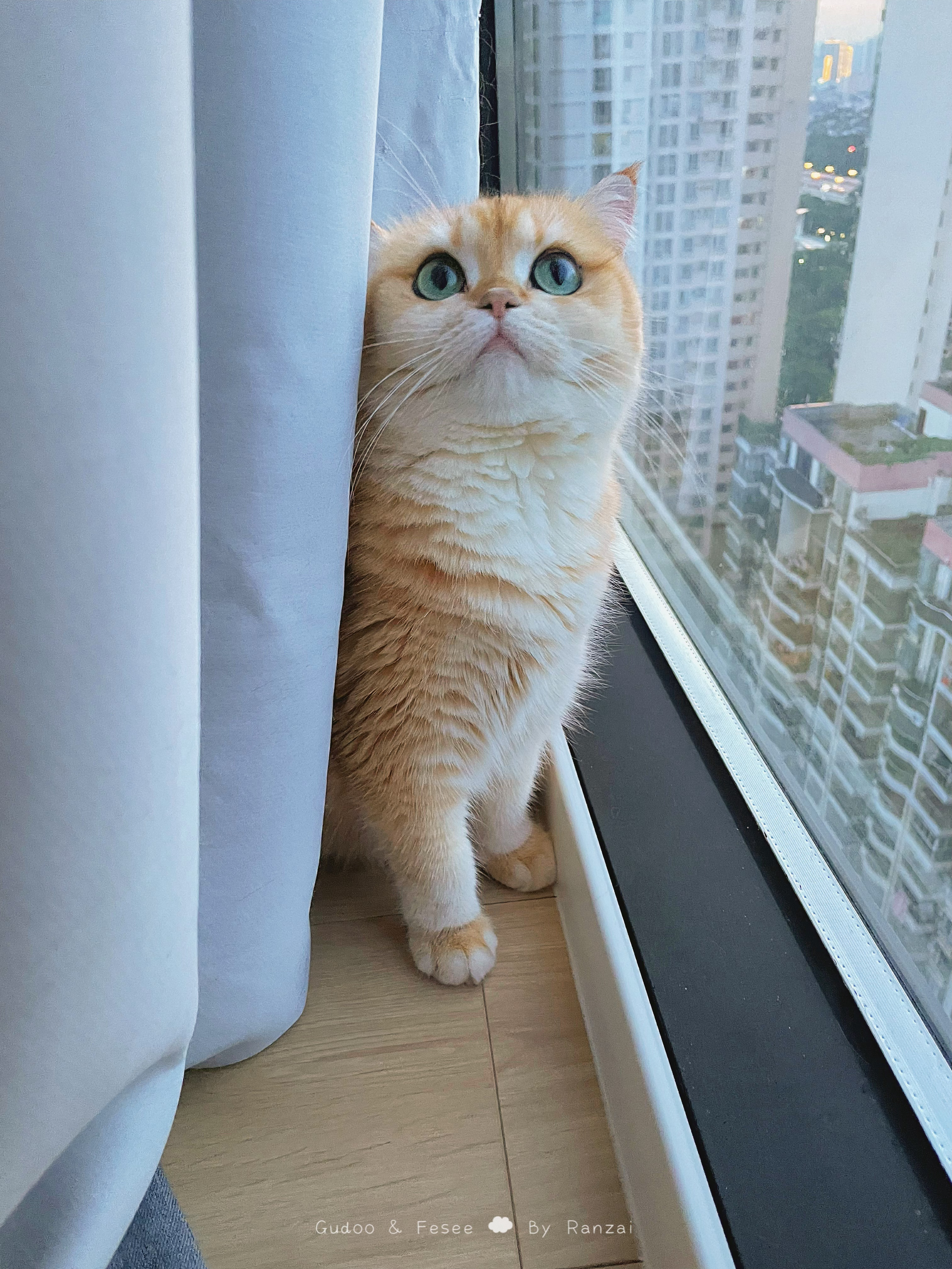妈妈妈妈，夕阳🌇美我美？#菇冬怎么肥四[超话]##夏日萌宠清凉趴# ​​​