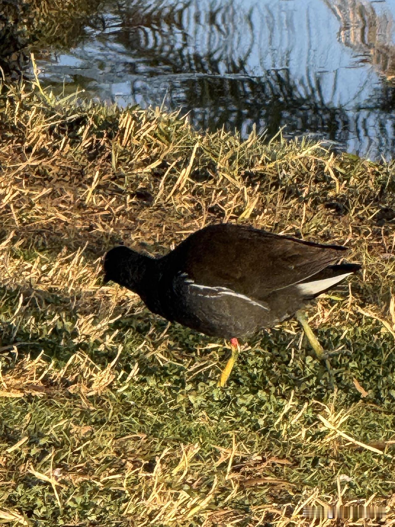 中国野生鸟类摄影黑水鸡、苍鹭、八歌。