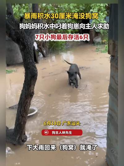 6月18日汕头暴雨淹狗窝，拴绳狗妈妈拼死救崽，7只小狗保住6只，看完心头发酸！