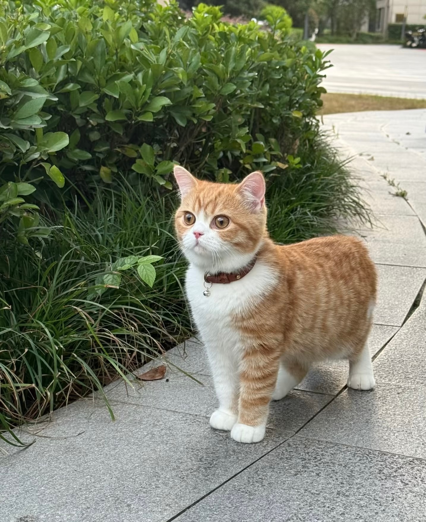 宝宝你是橘马王子！🐈 ​​​