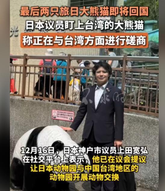 日本看上了台湾的大熊猫，这是打的什么算盘？
明年1月下旬，日本目前仅有的两只大熊