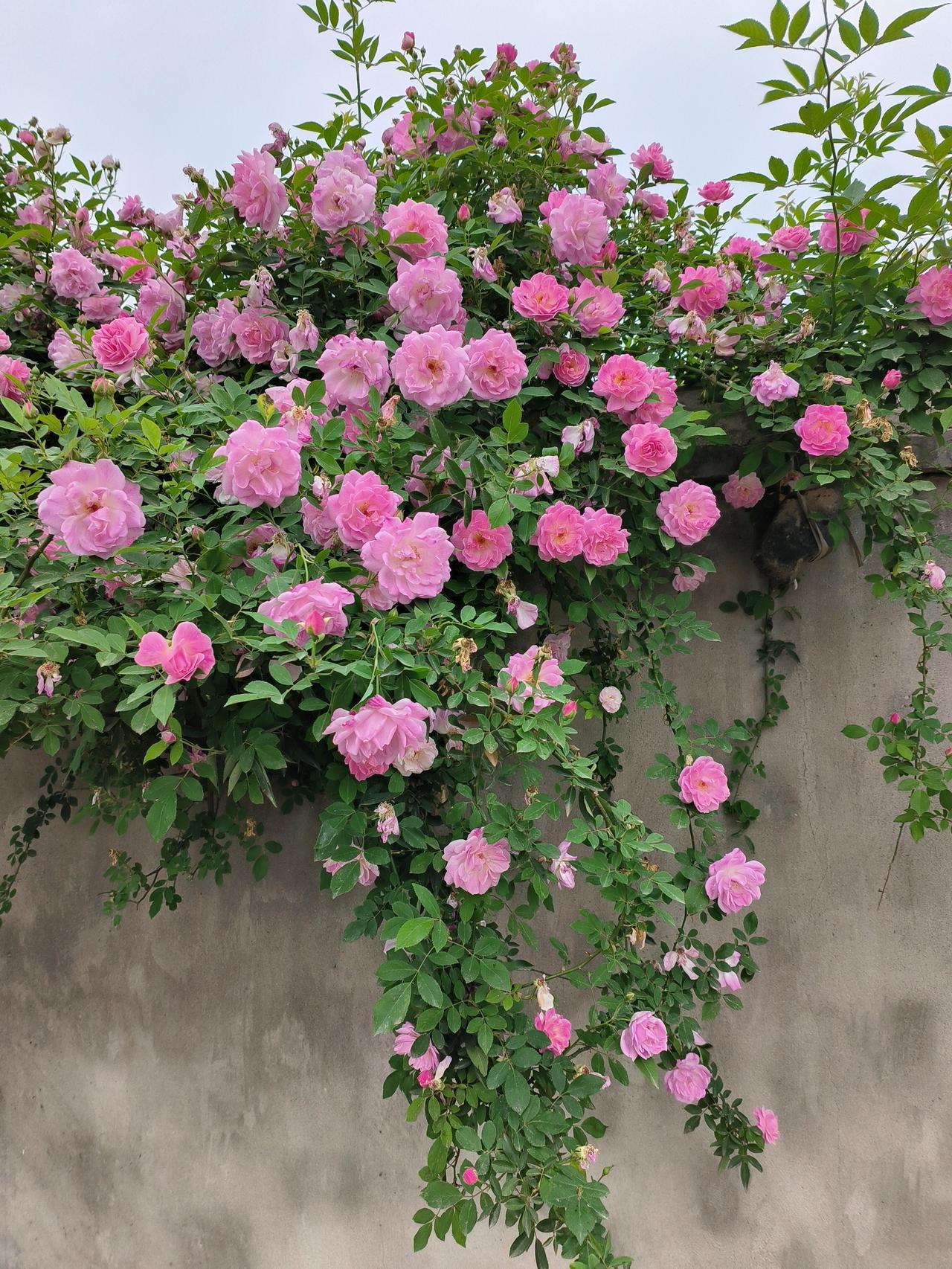 那这一墙蔷薇，真是开到了极致。

远远望去，像绯红的瀑布从墙头倾泻而下，成千上万