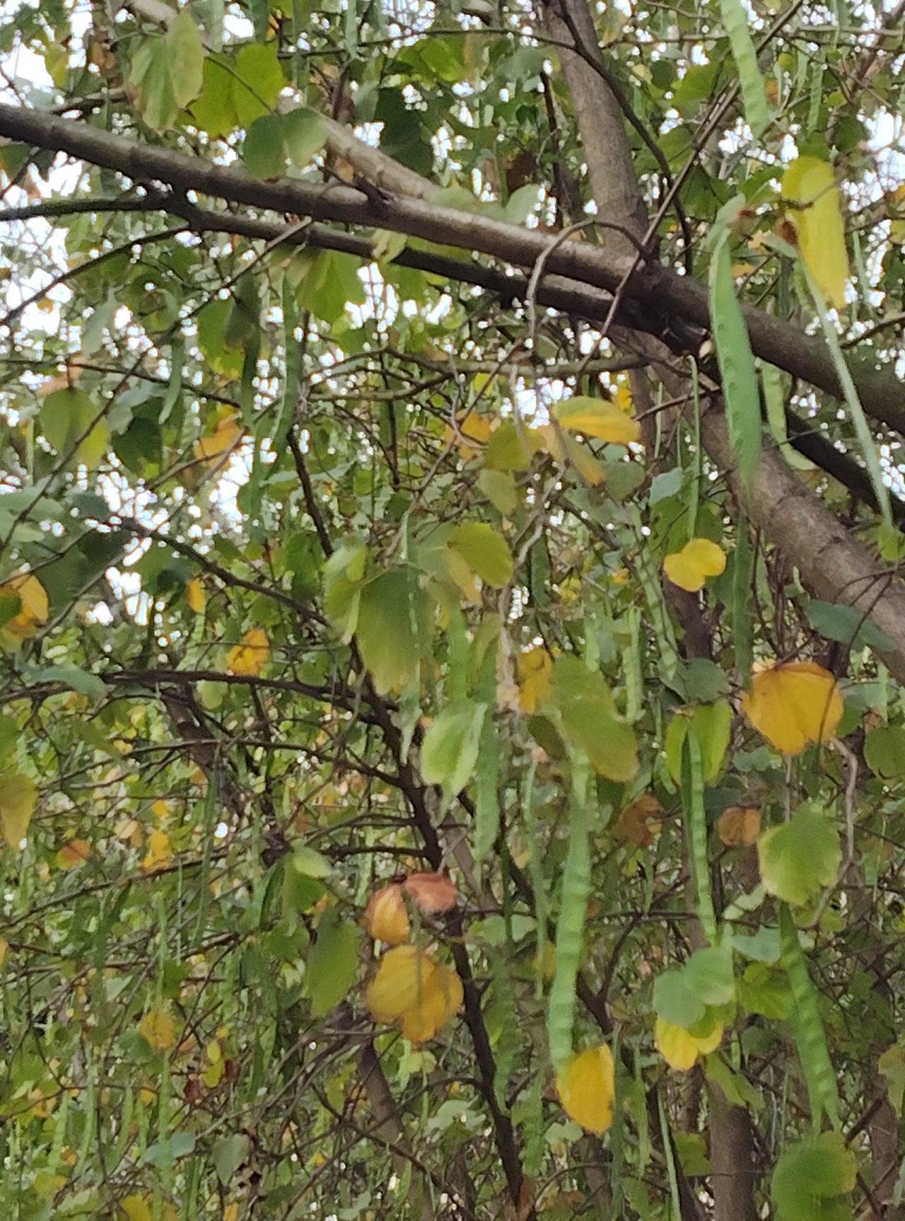 明知道木耳泡久了有毒，市场上为什么还要卖泡发的木耳？而且市场上卖的泡发的木耳有时