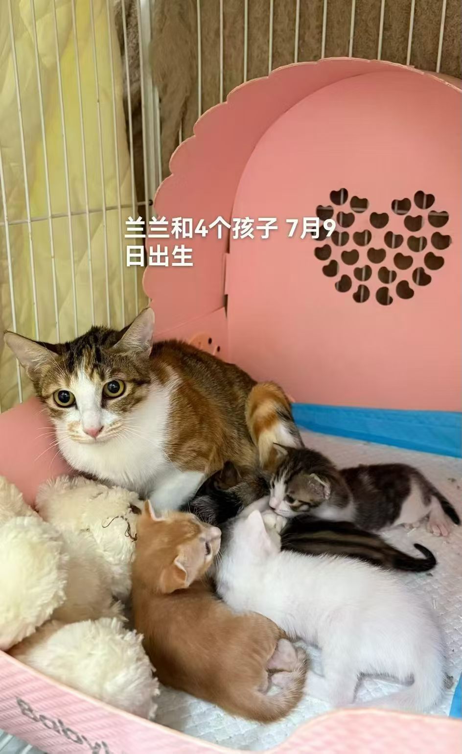 拉长时间线看，领养了动物的朋友们都越过越好财富都在增长感情也顺利，相信我，温柔和