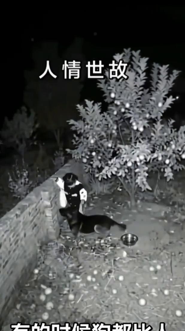 人情世故。
大的时小狗如4几，有我在，你休想摘走一颗果子。什么东西？有空常来。大