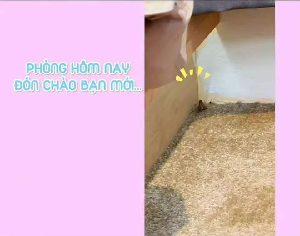 江语晨宿舍抓青蛙江语晨抓青蛙江语晨抓青蛙 