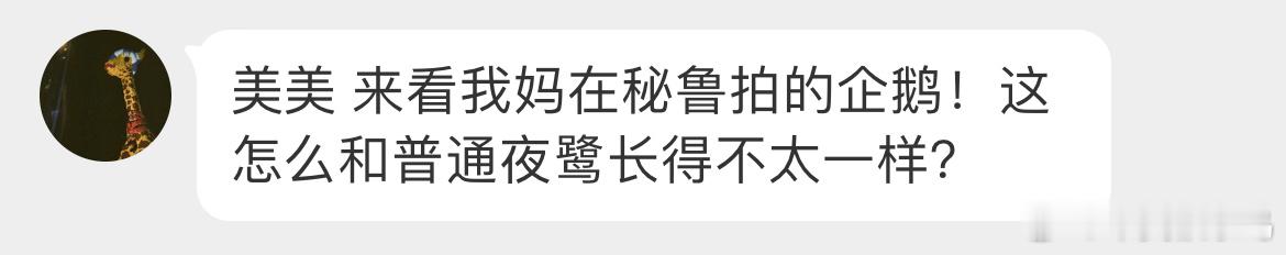 #鸟粉投稿# 坐标秘鲁🇵🇪成群结队的【巴布亚企鹅】这次是真企鹅了🐧 ​​​