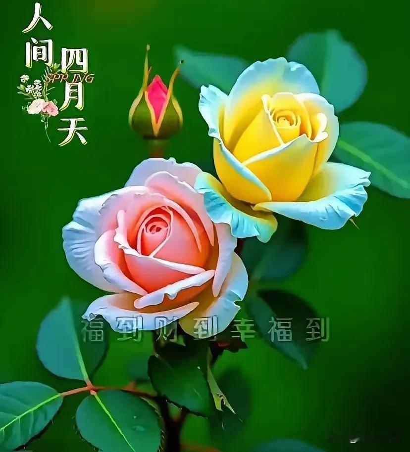 《鹧鸪天·人间最美四月天》
 
最美人间四月天，
莺啼柳舞软如烟。
青山叠翠铺芳