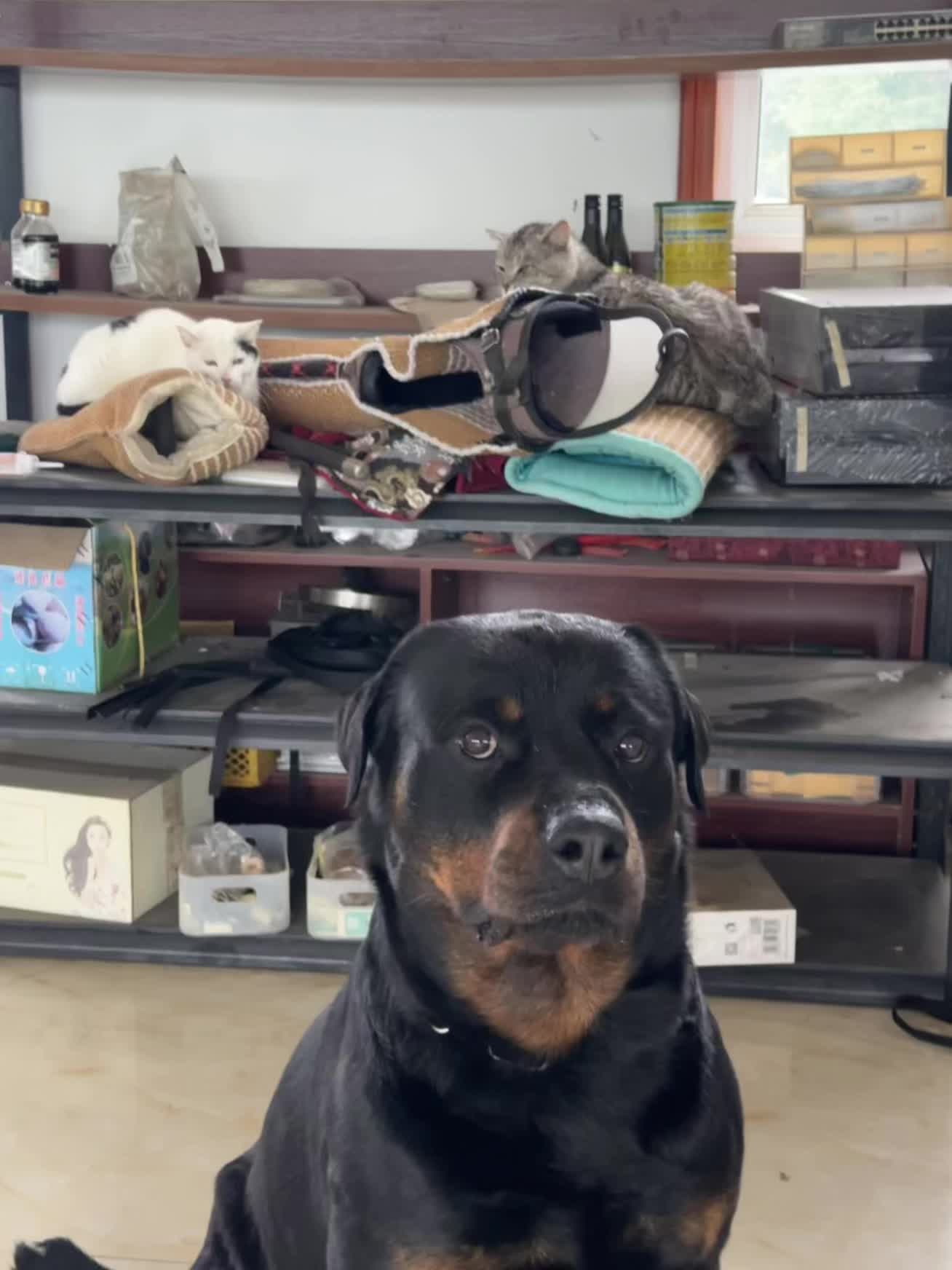 雨天进来躲雨的🐱