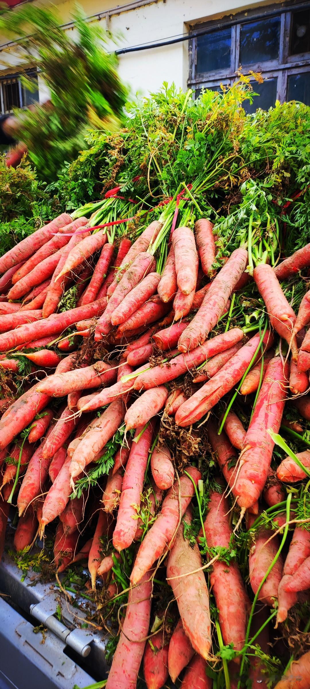 冬日生活打卡季这是本地红萝卜，长不大，里面的芯儿很少，味儿不冲，生吃较甜，我喜欢