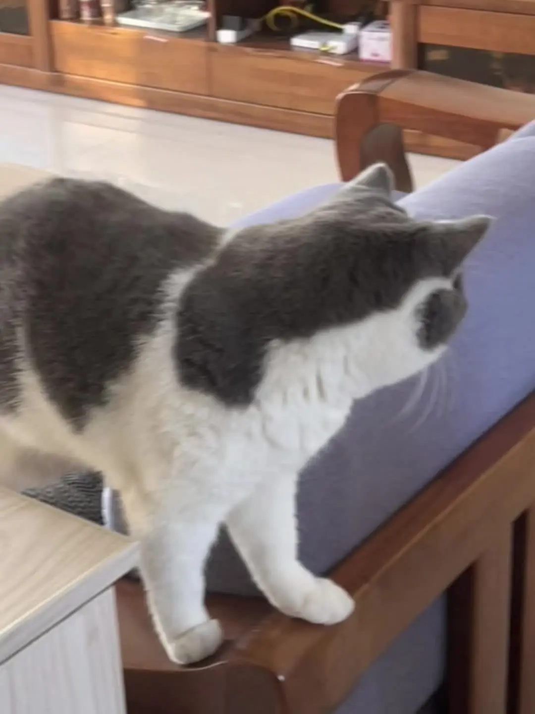 猫咪日记