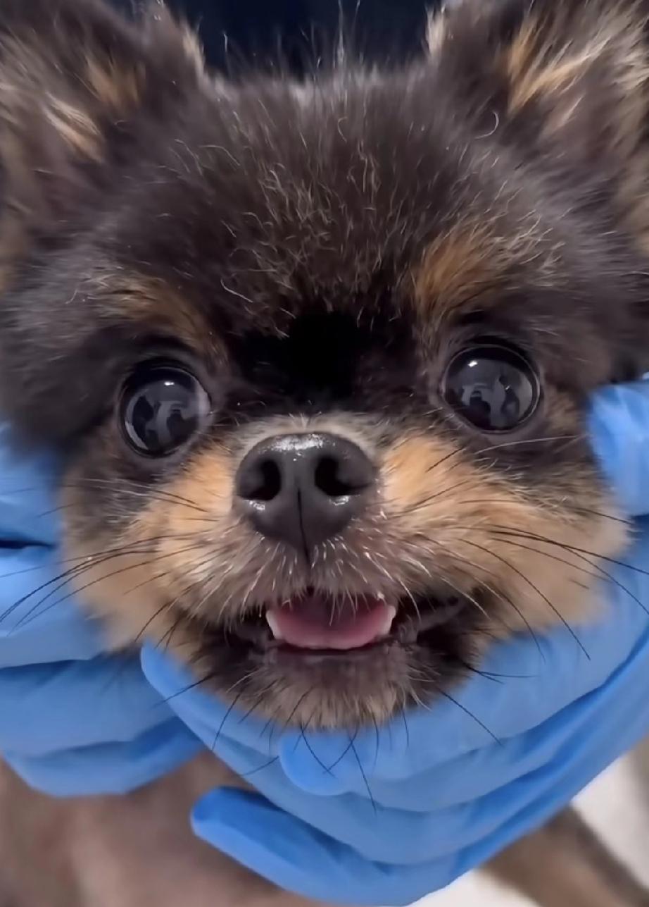 江门繁殖犬包包彻底走出阴霾，再也不见往日抑郁寻死的模样。
 
宠物医院护士打趣逗