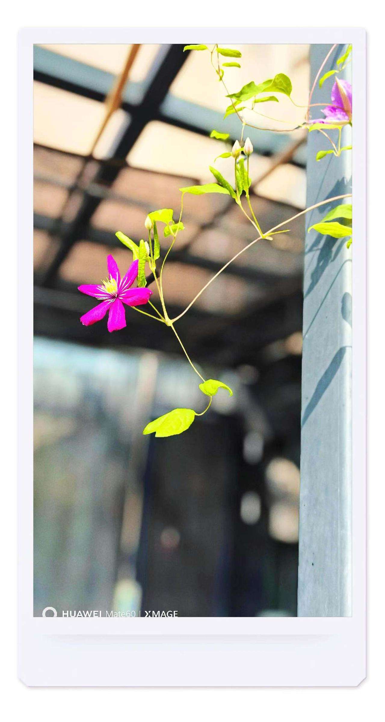 庭院花信
铁线莲顺着廊架垂落
艳紫揉碎日光
 
浅蓝福禄考依偎草间
安静舒展瓣片