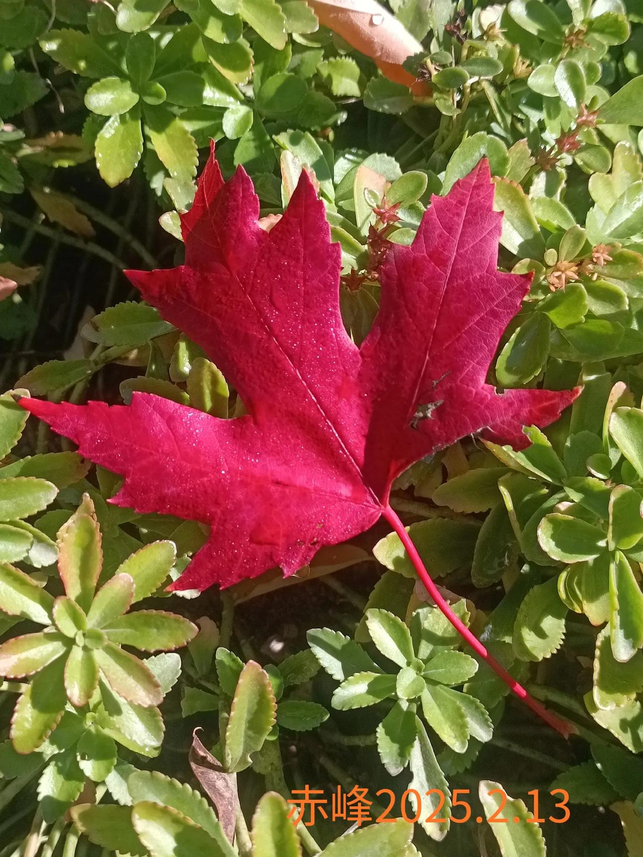 晒一张最美的红树叶路边随拍，最美红叶。