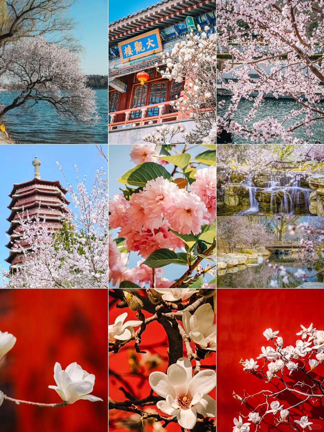 玉兰登场✨北京一周花讯❾大打卡地实拍