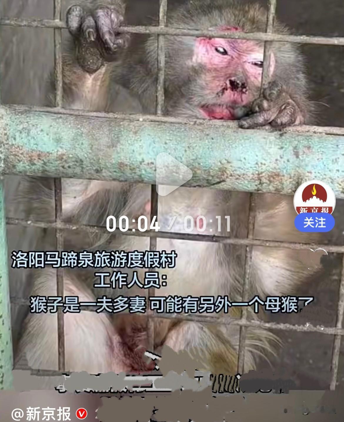 近日，河南洛阳一度假村的一只公猴“出轨”了，把同笼的一只母猴打的鼻青脸肿，面部流