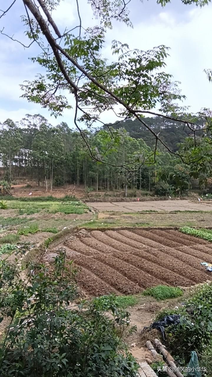 我想我可能是老了，我觉得在家干干活种种田也是一件很修身养性的事情比起繁花的都市好