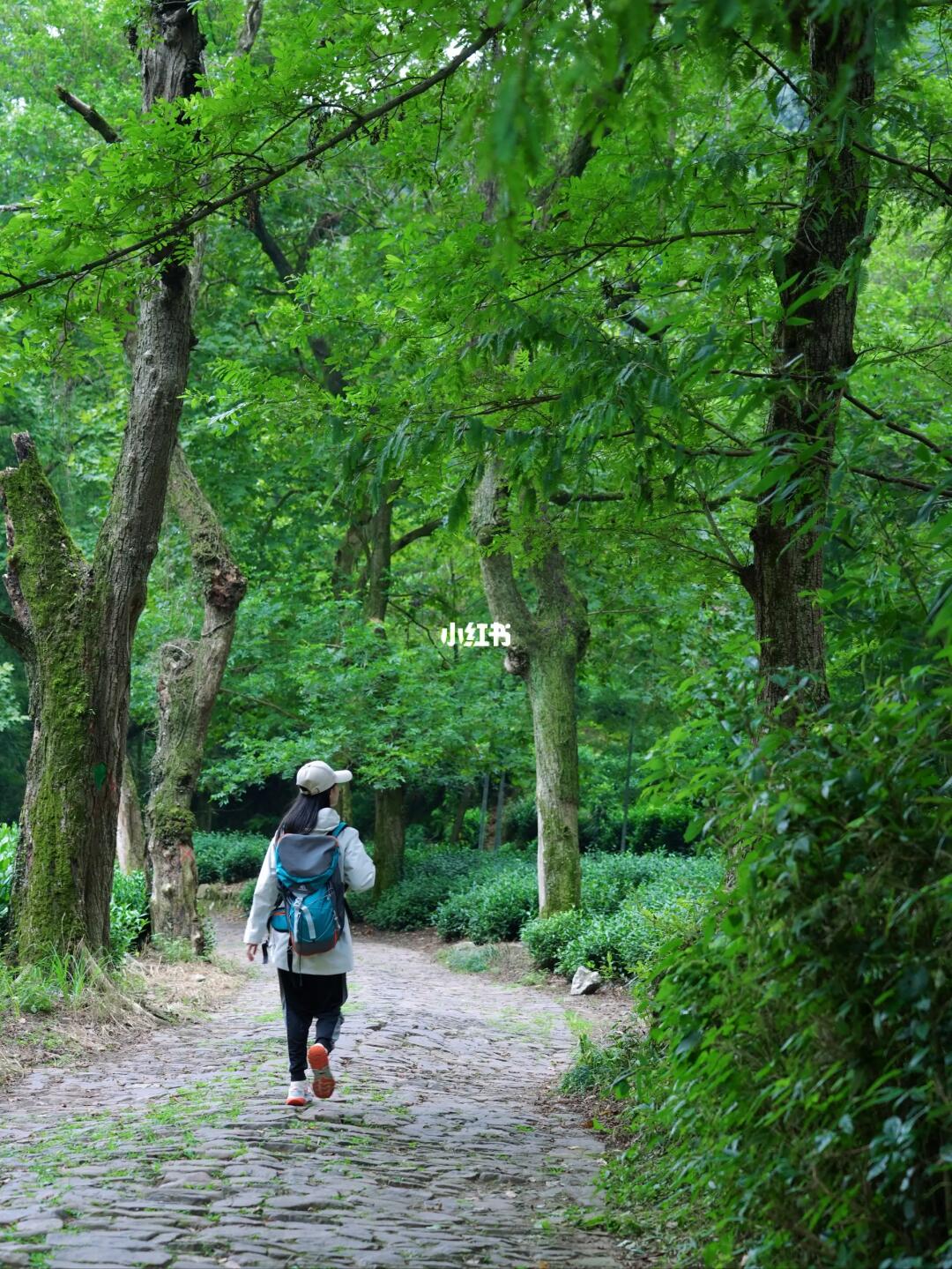 比西湖还舒服的citywalk路线‼️一路桂花香