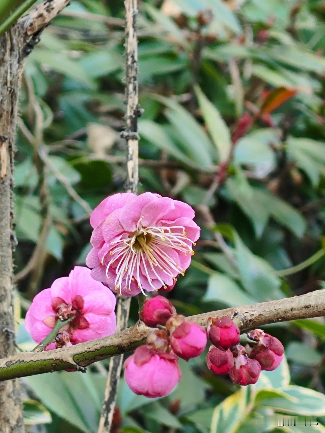 粉嫩的梅花绽放，春天的气息扑面而来！🌸🌸🌸随拍春日花朵 春天的花随拍 春花