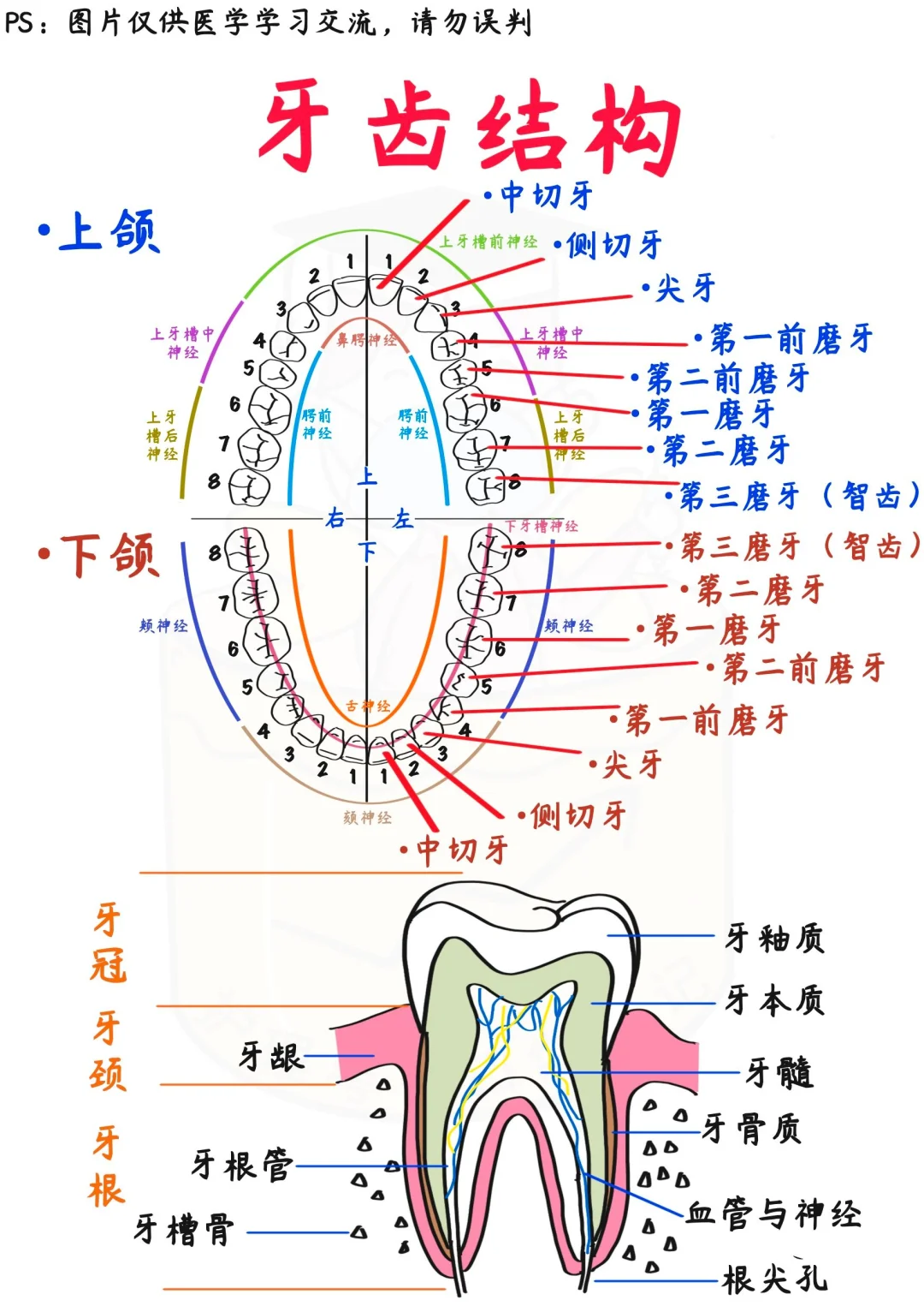 📒医学生笔记｜牙齿解.剖‼牙.痛到底怎么办？