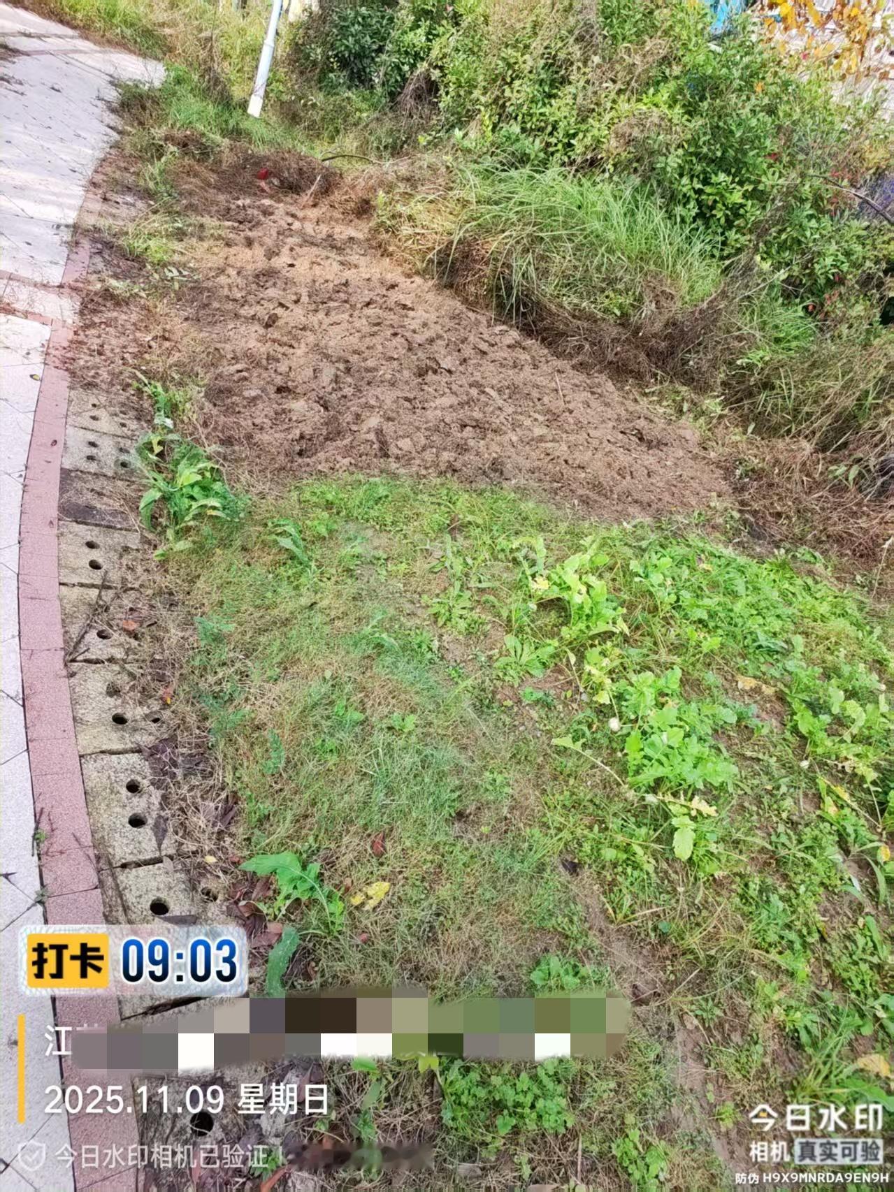 今天是金碧物业走后的第9天。

我看到评论上面有人说赶紧去抢地种菜，想不到这种情