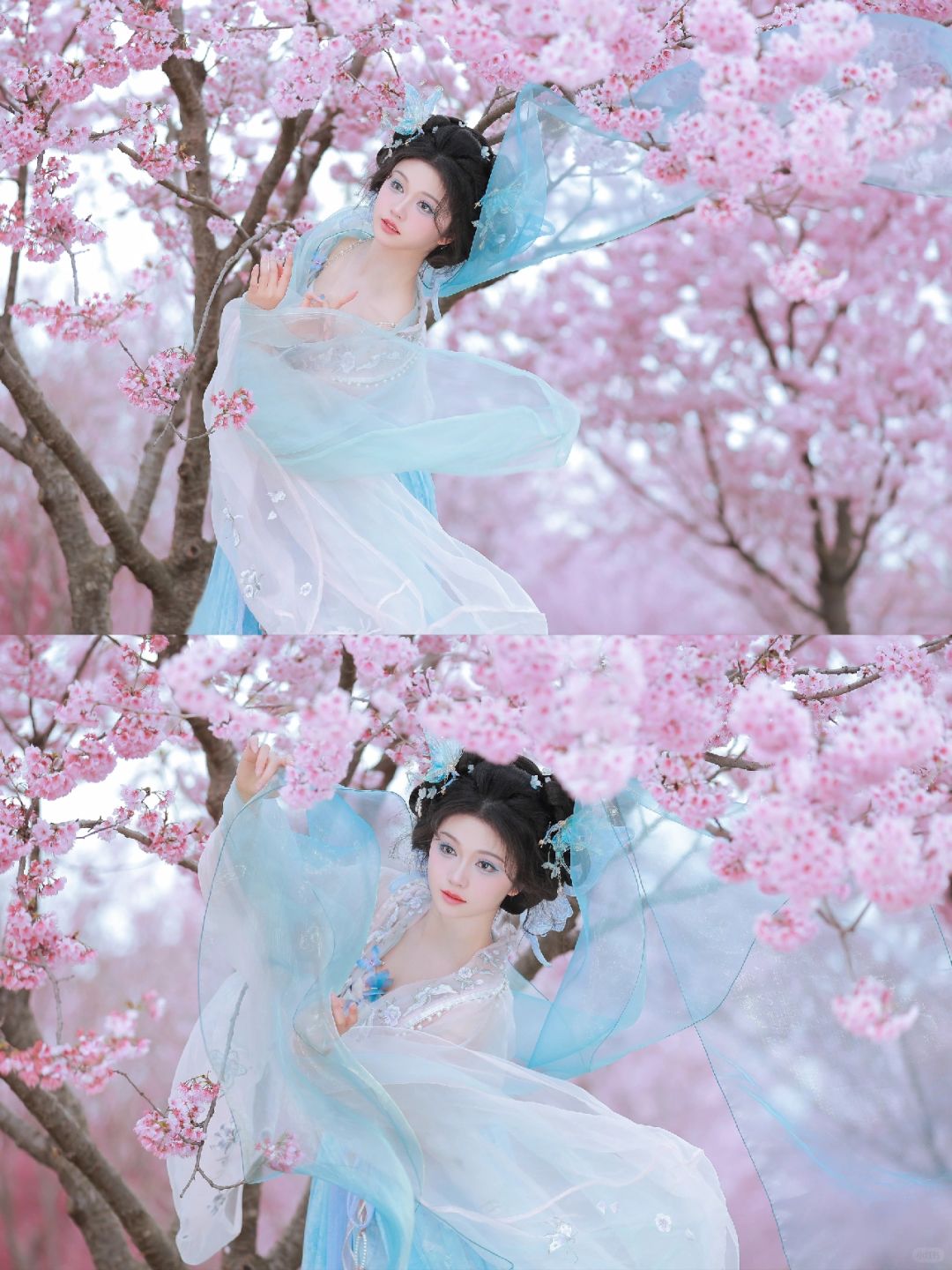 春樱盛开，拍到了樱花林里的蝴蝶精灵！