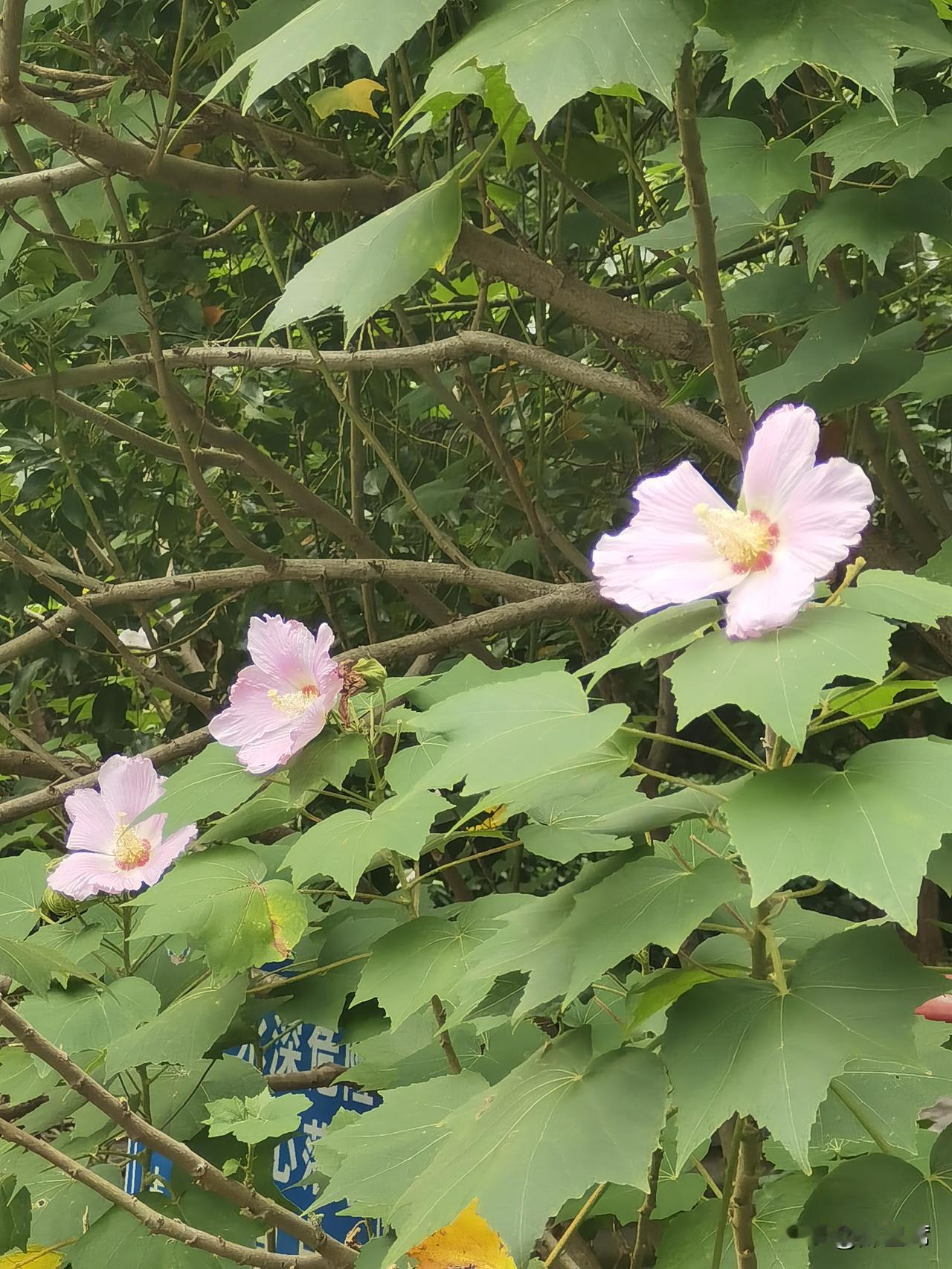 秋的辽阔，写在山水之间。王勃一句落霞与孤鹜齐飞，秋水共长天一色，是千古秋景的巅峰