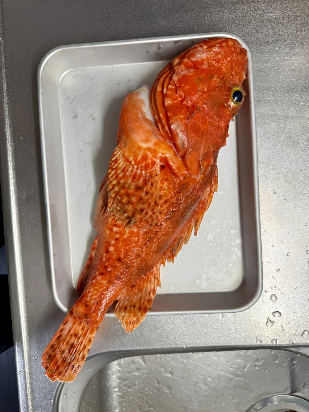 200米钓上来的算不算深海鱼？