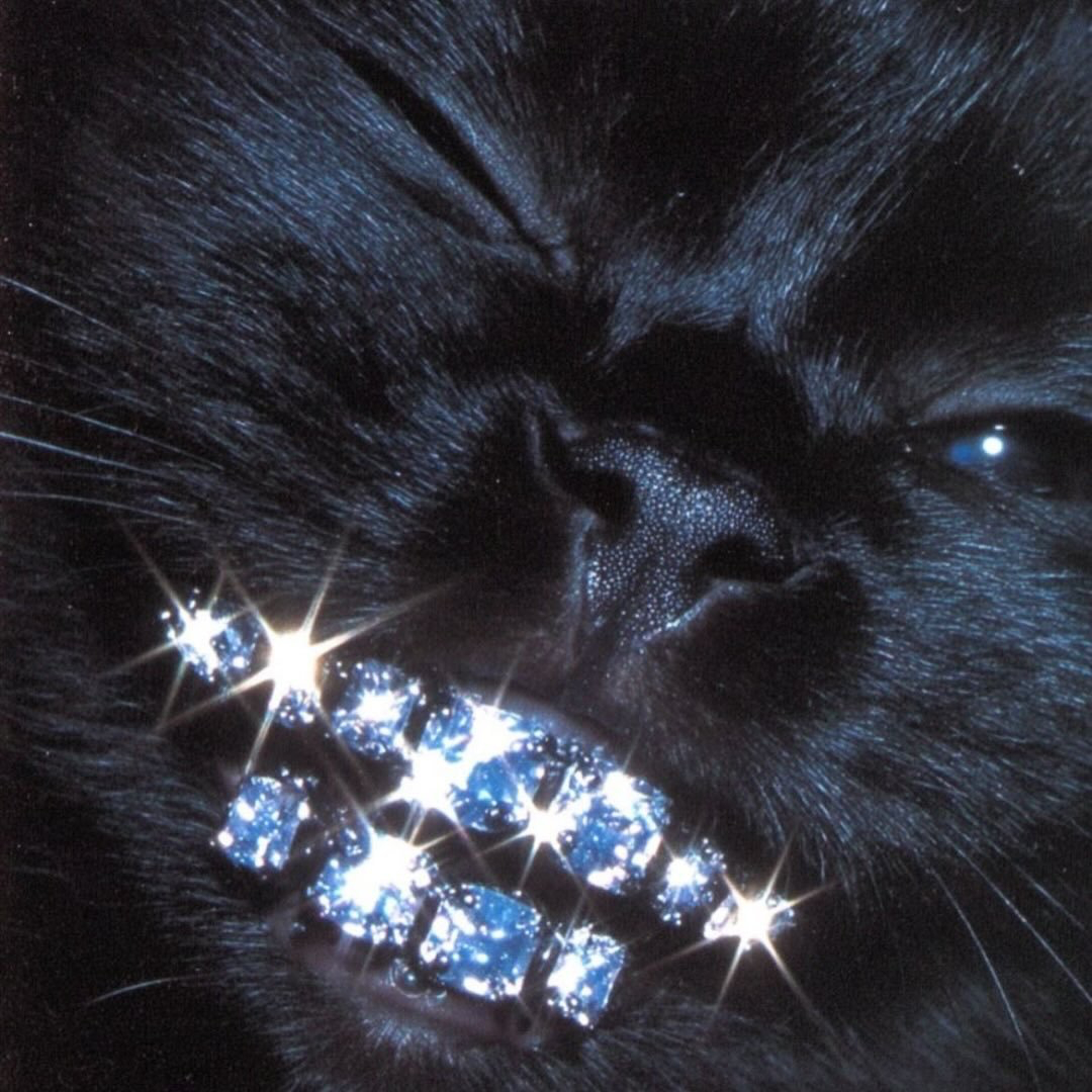 小宁换了ins头像 牙钻猫🦷🐈‍⬛ ​​​