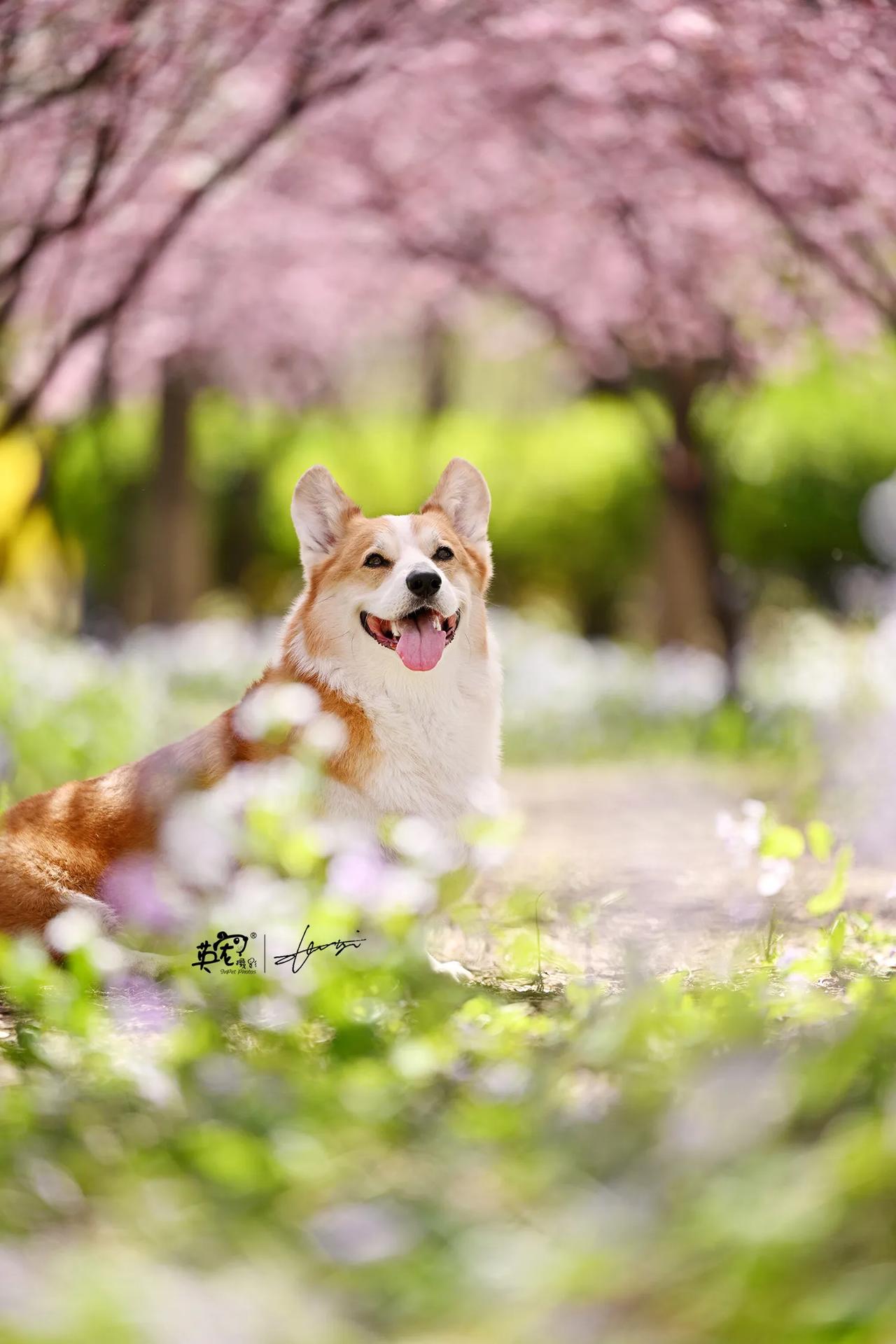 柯基和春天，是双倍的可爱暴击
【花海拍摄】
4月花海最后10天😘